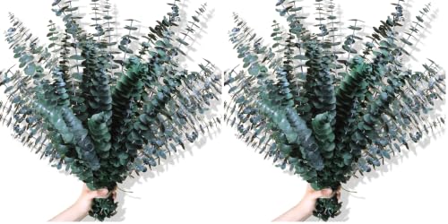 20 Pcs Preserved Dried Eucalyptus Stems, Eucalyptus Branches for Shower