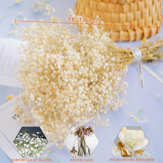 Dried Baby's Breath Flowers, 3 oz, 17.2 in, Ivory White Gypsophila Bouquet