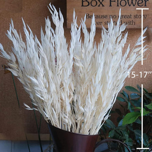 40 PCS Stems Dried White Oat Flowers, 17" Natural Bleached Avena Stems