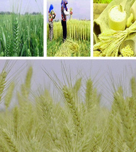 TooGet 100 Stems Dried Wheat Sheaves Stalks Bouquet Bundles, Natural Ear of Wheat Grain Flowers Dry Grass Bunch DIY Arrangements for Home Wedding Store Decorative