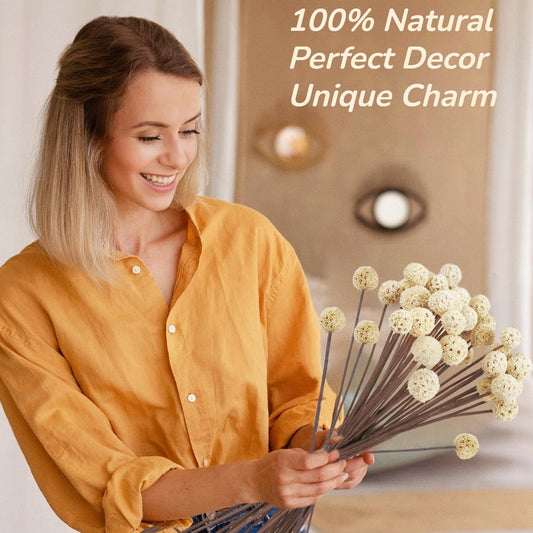 30 PCS Natural Dried White Craspedia Billy Balls Flowers, 17'' Real Plants