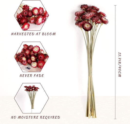 MIHUAGE Dried Flower 40PCS Daisy Bouquet 100% Natural Chrysanthemum Dry Flower with Stem for Vase Home décor Party DIY Arrangement Wheat Straw Bulk (Burgundy)