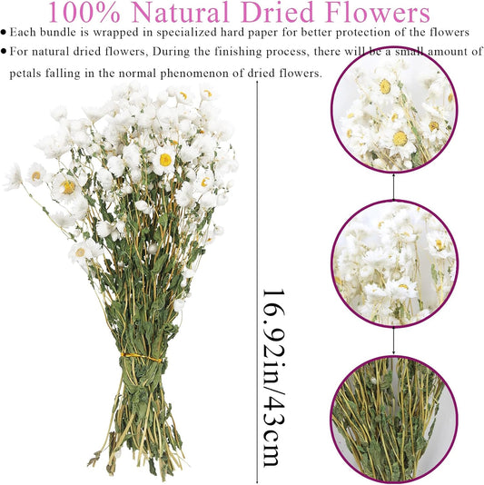 CITYES Dried Daisy Flowers Bouquet Dried Flowers White with Stems Real Chrysanthemum Gerber Daisies Arrangements for Wedding Farmhouse Vase Decorations DIY Home Party Wildflower Decor