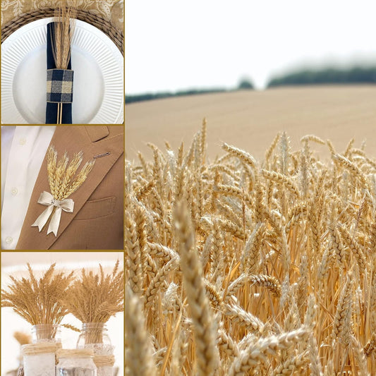 Uieke 17.7 Inches Dried Wheat Stalks, 100 Stems Dried Flowers 100% Natural Wheat for Home Kitchen Wedding Party Table Centerpiece Harvest Wreath Boho Farmhouse DIY Decoration
