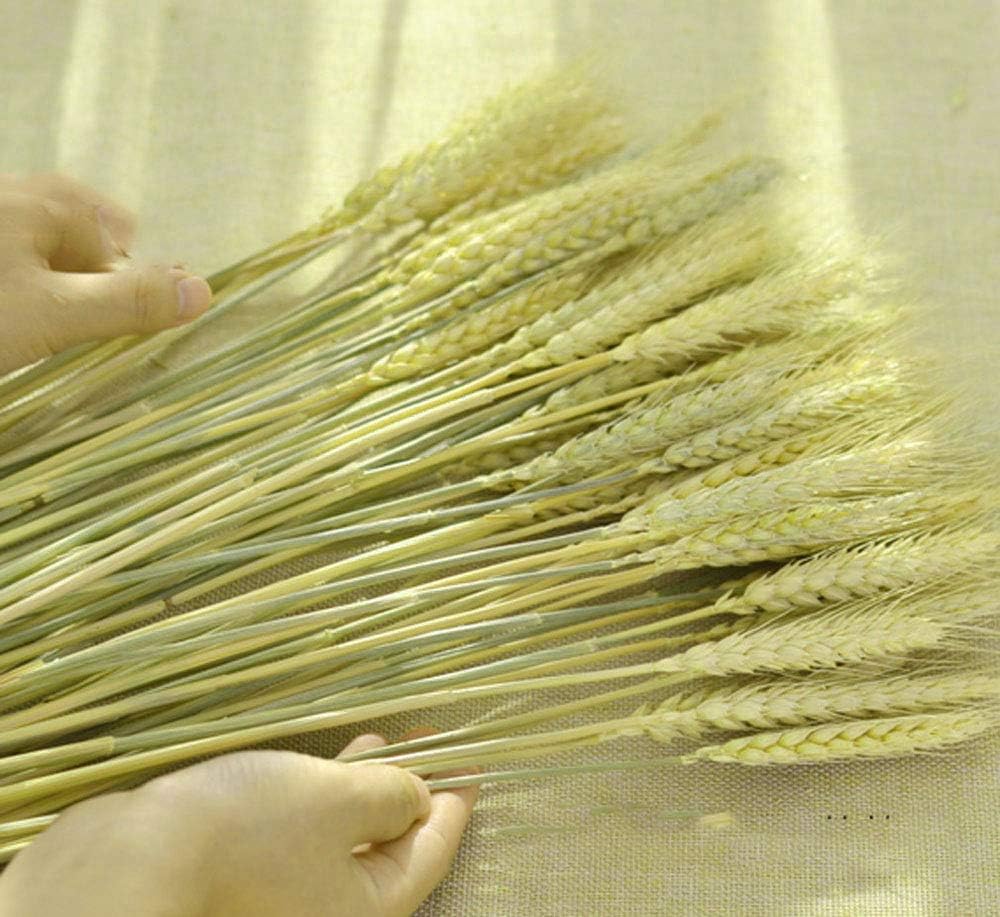 TooGet 100 Stems Dried Wheat Sheaves Stalks Bouquet Bundles, Natural Ear of Wheat Grain Flowers Dry Grass Bunch DIY Arrangements for Home Wedding Store Decorative