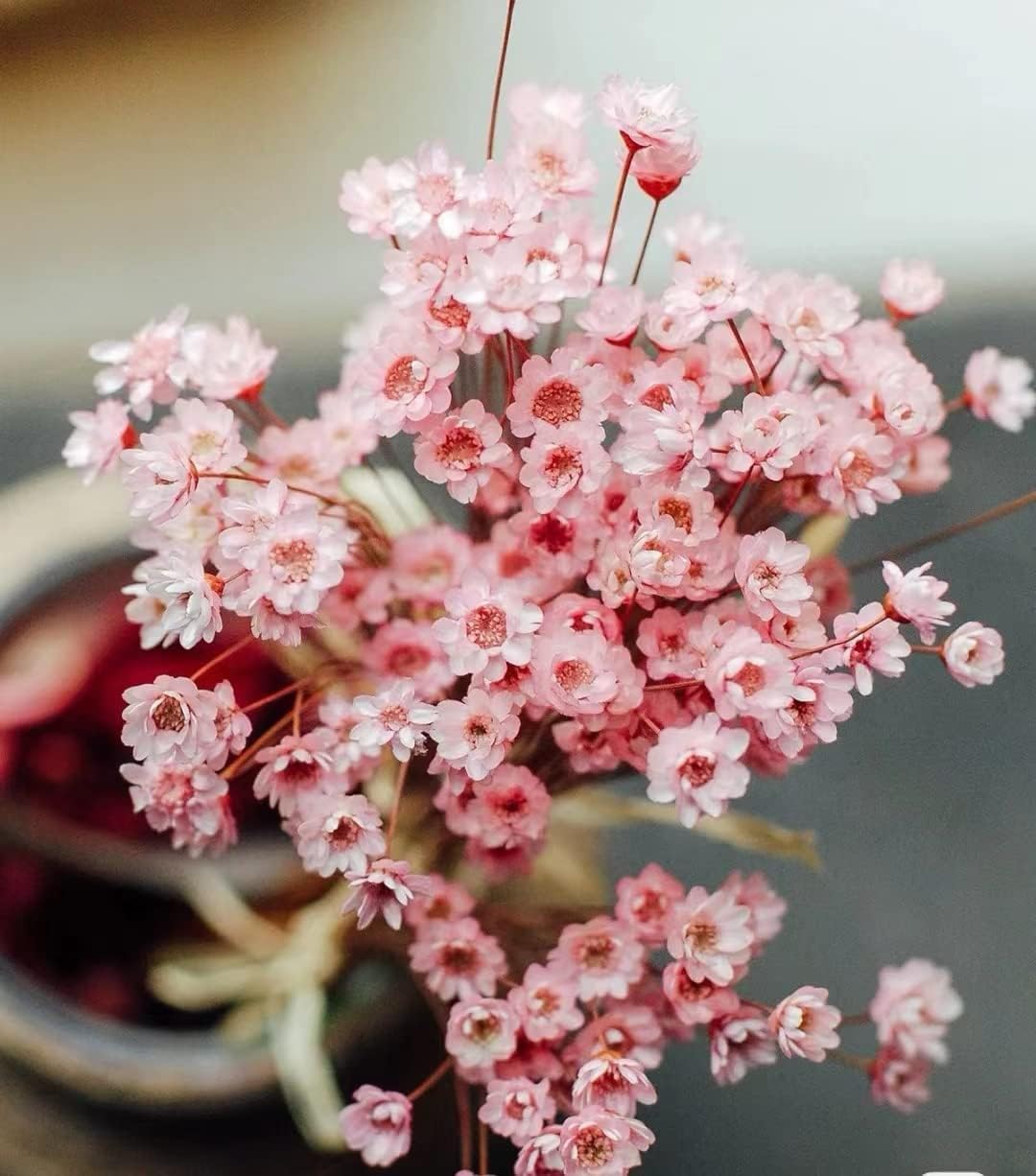 Natural - Dried - Flowers Brazilian Small Star Daisy Dried Decorative Mini Chamomile Bouquet for Wedding Floral Arrangements Home Decorations Valentine's Day Gifts (200 Stems) (White)