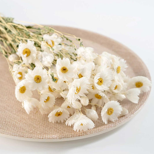 150+ Pcs Dried White Daisy Flowers Bouquet, 17" for Wedding Farmhouse Decor