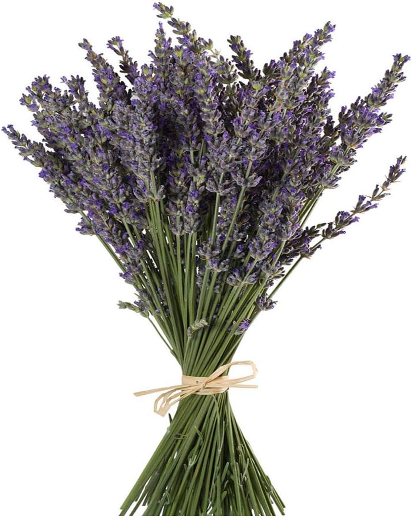 TooGet Natural Lavender Bundles, Freshly Harvested 400+ Stems Dried Lavender Bunch 16" - 18" Long, Decorative Flowers Bouquet for Home Decor, Crafts, Gift, Wedding or Any Occasion