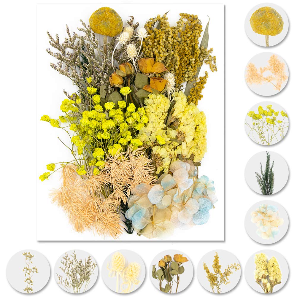 Vignee Real Dried Pressed Leaf Flowers-Multiple Colorful Pressed Flowers Daisies for Craft Resin Jewelry Making Art Craft DIY（Violet）