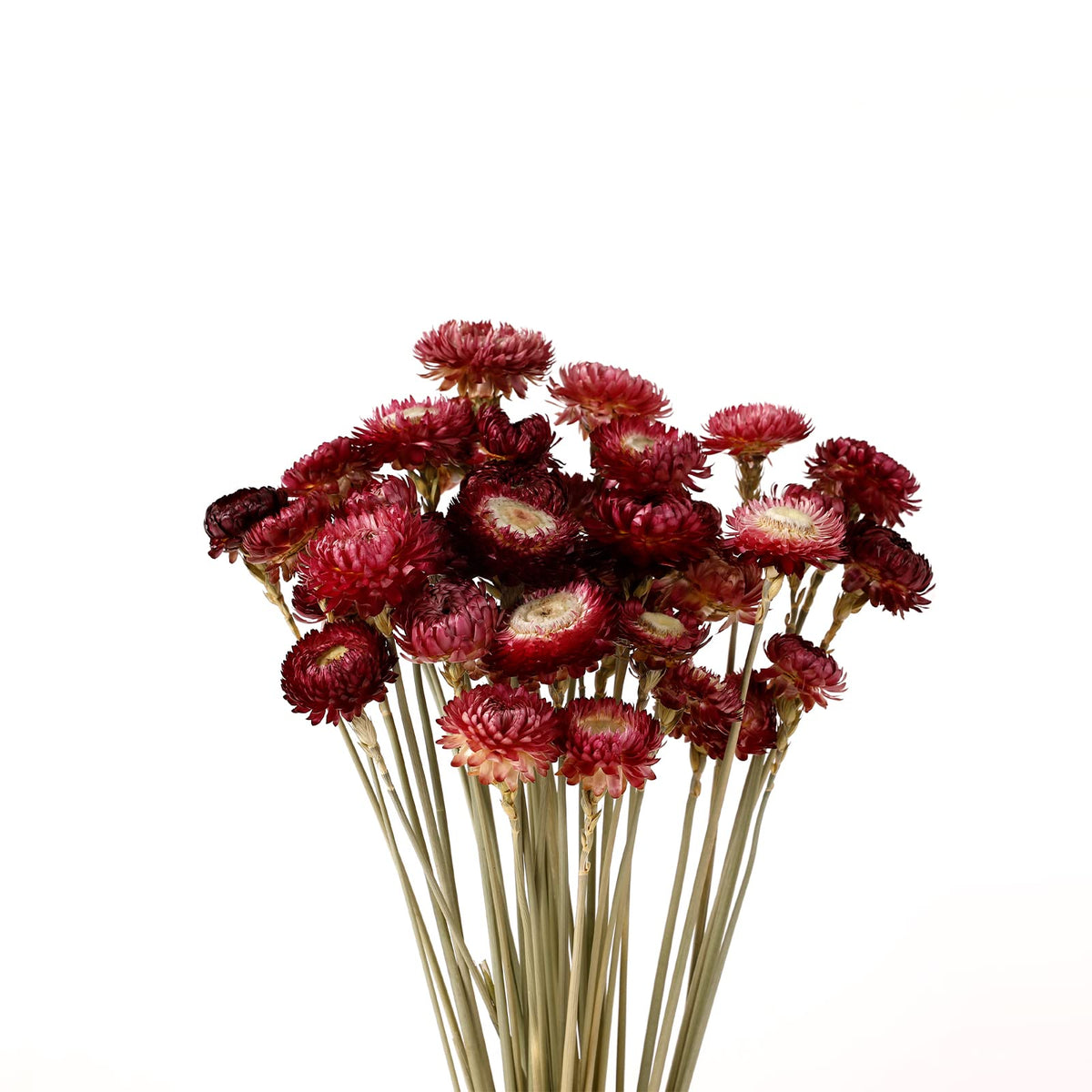 MIHUAGE Dried Flower 40PCS Daisy Bouquet 100% Natural Chrysanthemum Dry Flower with Stem for Vase Home décor Party DIY Arrangement Wheat Straw Bulk (Burgundy)