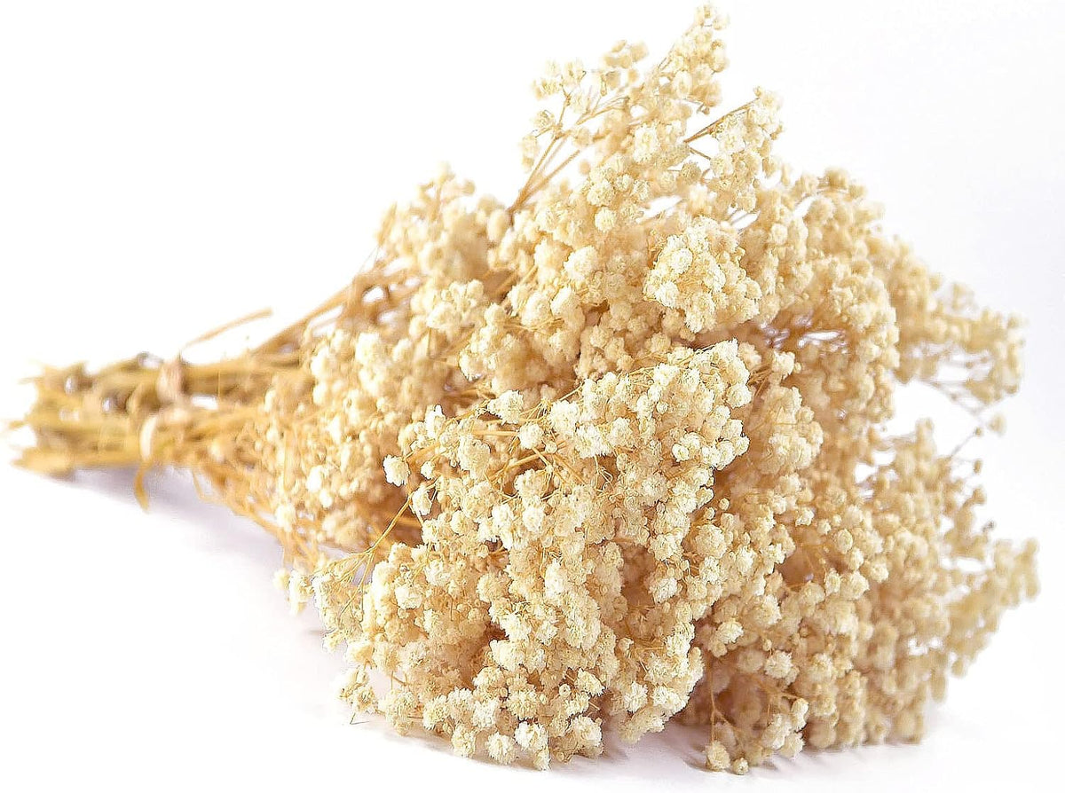 Preserved Baby's Breath 3 Bunches, 100% Natrual Fresh Gypsophila Long Lasting Flowers for Vase Arrangements Home Decoration Photo Props Parties and Weddings, DIY Décor-White