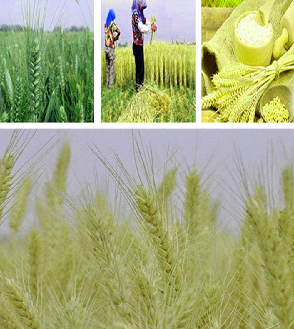 TooGet 100 Stems Dried Wheat Sheaves Stalks Bouquet Bundles, Natural Ear of Wheat Grain Flowers Dry Grass Bunch DIY Arrangements for Home Wedding Store Decorative