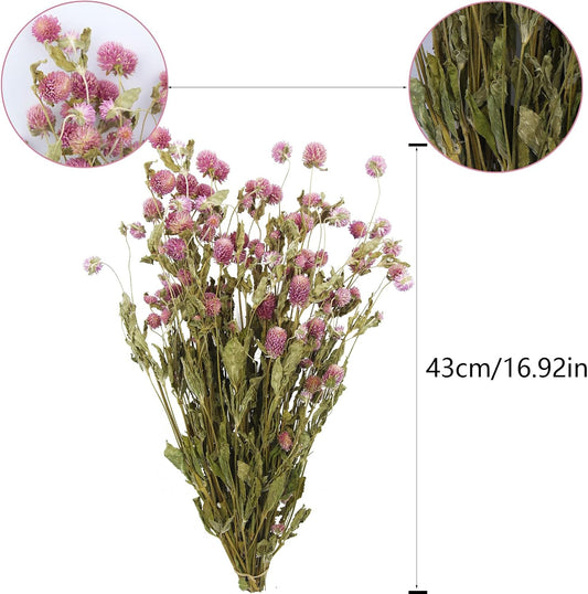CISDUEO Dried Flower Pink Globe Amaranth Dried Flowers Bundles Natural Dried Flowers Bouquet for Wedding Table Vase Decor Boho DIY Wreath Floral Home Office Party Garden Decoration