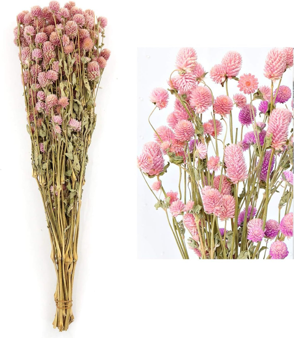 MIHUAGE Dried Flower White Globe Amaranth Dry Flower Bundles 100% Naturally for Home Decor Party (Pink)