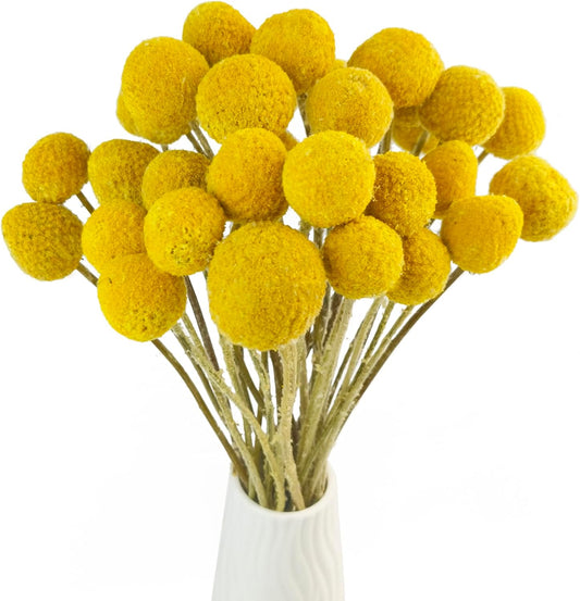 TooGet Natural Craspedia Dried Flowers Yellow Billy Buttons Balls Bouquet