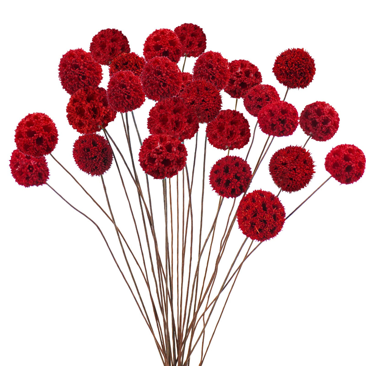 24 PCS Dried Craspedia Billy Balls Flowers, 18” Natural Dried Flowers Bouquet for Vase Floral Arrangements Wedding Table Centerpieces Party DIY Home Decor (White)