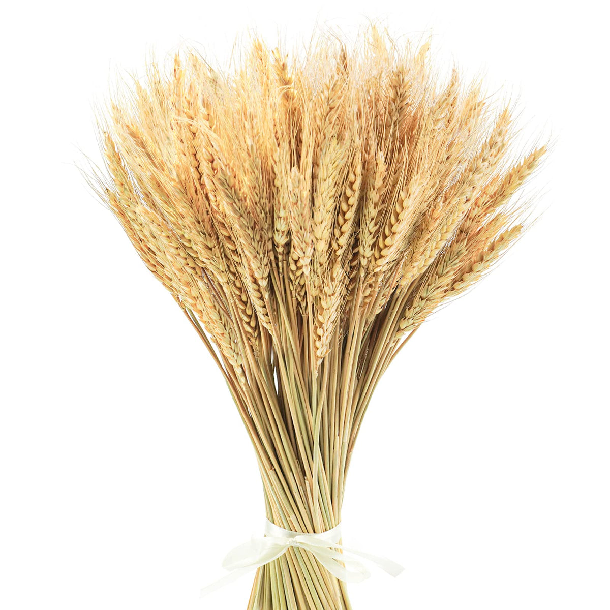 Uieke 17.7 Inches Dried Wheat Stalks, 100 Stems Dried Flowers 100% Natural Wheat for Home Kitchen Wedding Party Table Centerpiece Harvest Wreath Boho Farmhouse DIY Decoration