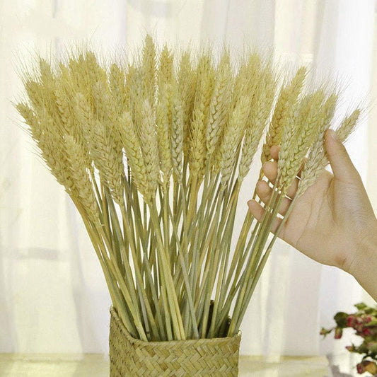 TooGet 100 Stems Dried Wheat Sheaves Stalks Bouquet Bundles, Natural Ear of Wheat Grain Flowers Dry Grass Bunch DIY Arrangements for Home Wedding Store Decorative