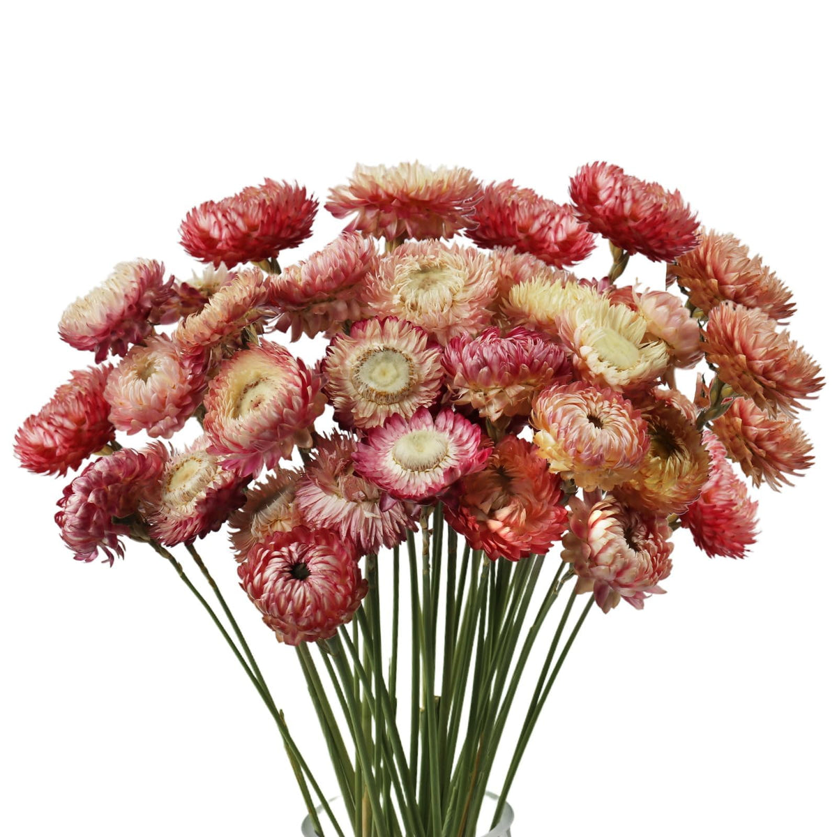 MIHUAGE Dried Flower 40PCS Daisy Bouquet 100% Natural Chrysanthemum Dry Flower with Stem for Vase Home décor Party DIY Arrangement Wheat Straw Bulk (Burgundy)