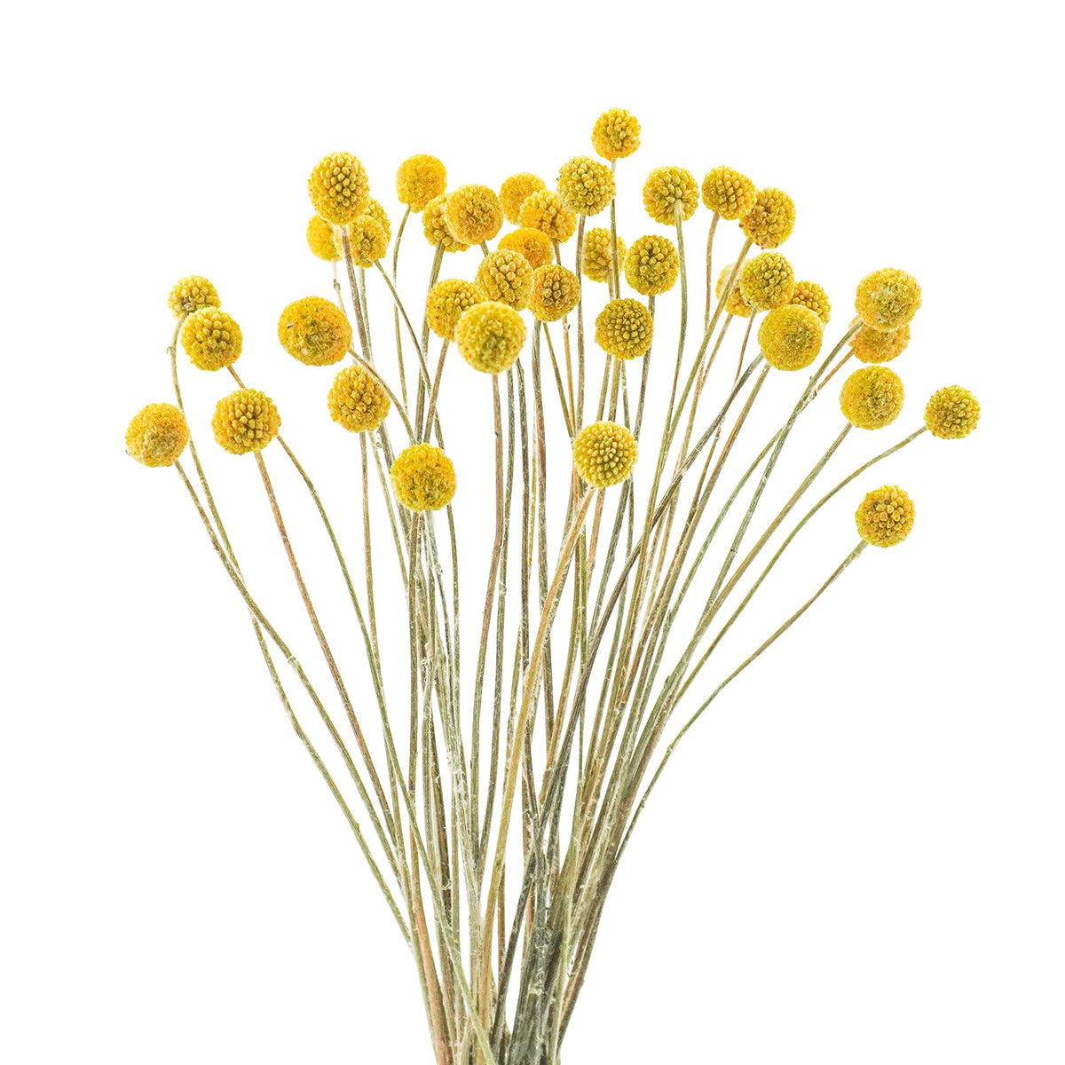 Uieke 30Pcs Natural Dried Flowers Craspedia Billy Balls Flowers Billy Buttons Floral Bouquet for Flower Arrangements Wedding Home Tall Vase Decor Yellow