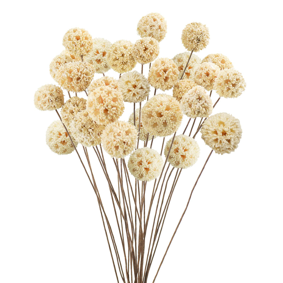 24 PCS Dried Craspedia Billy Balls Flowers, 18” Natural Dried Flowers Bouquet for Vase Floral Arrangements Wedding Table Centerpieces Party DIY Home Decor (White)