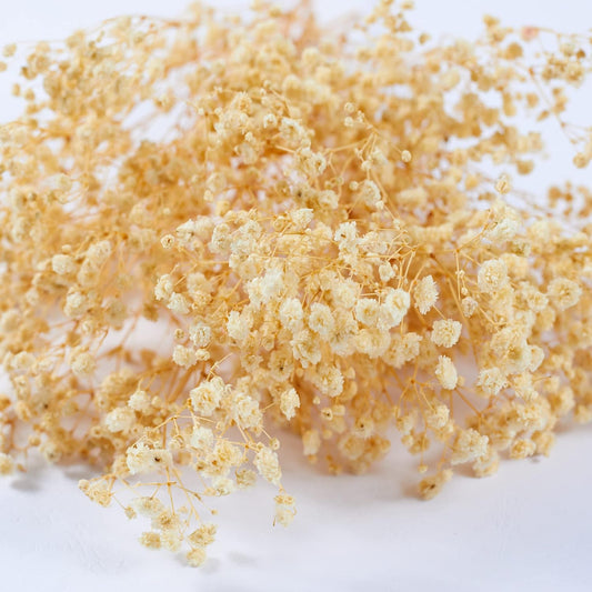 Preserved Baby's Breath 3 Bunches, 100% Natrual Fresh Gypsophila Long Lasting Flowers for Vase Arrangements Home Decoration Photo Props Parties and Weddings, DIY Décor-White