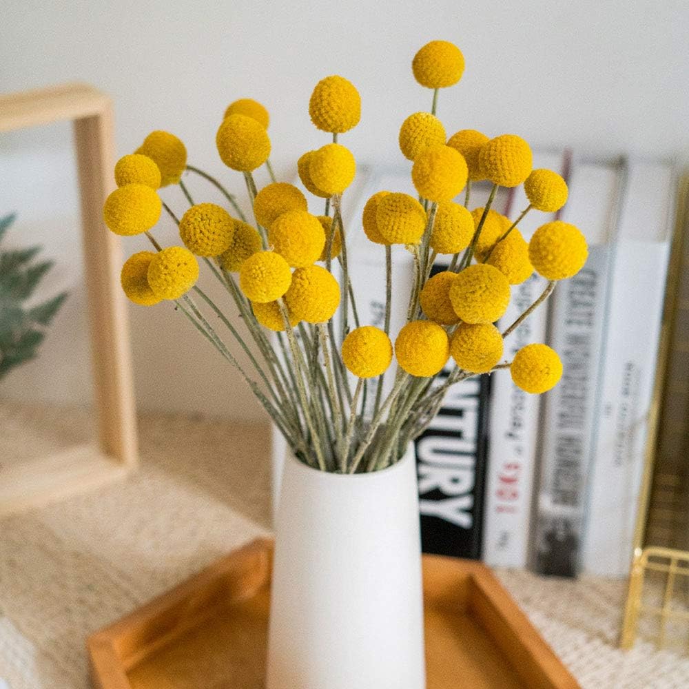 TooGet Natural Craspedia Dried Flowers Yellow Billy Buttons Balls Bouquet