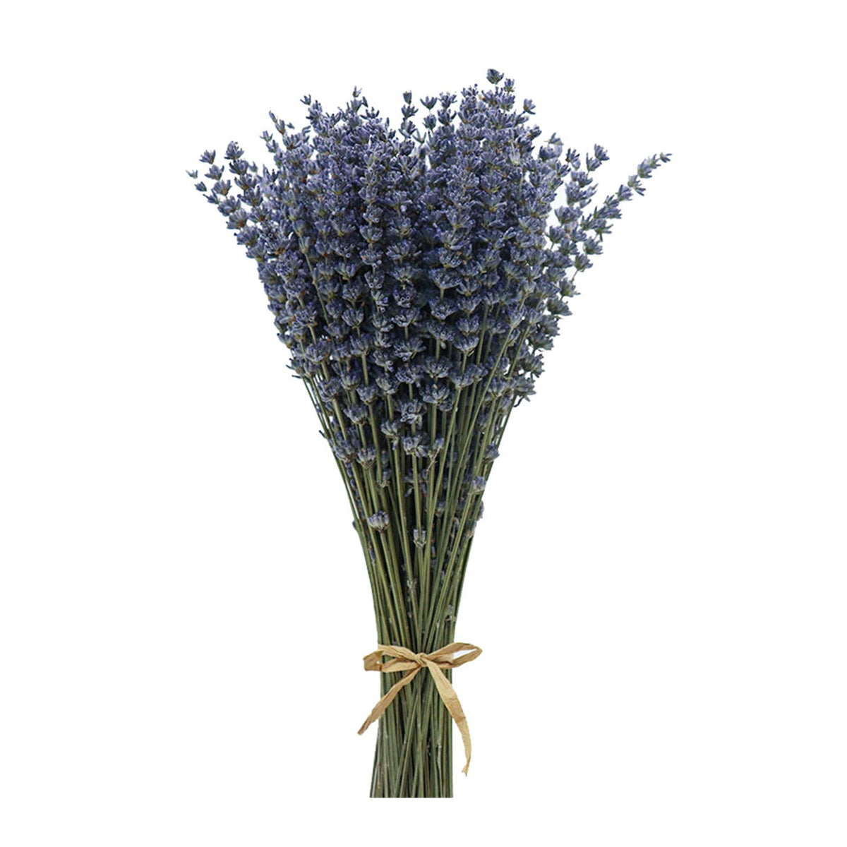 Dried Lavender Flowers Bundles 200 Stems Dry Lavender Bunch for Home Decor, Crafts, Wedding Bouquets