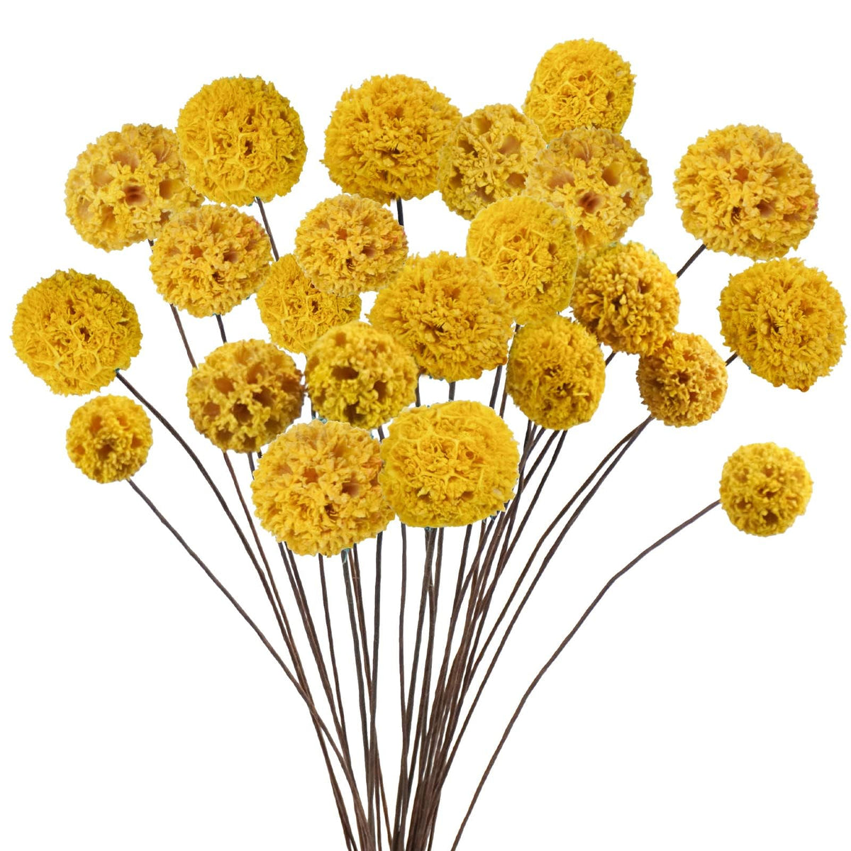 24 PCS Dried Craspedia Billy Balls Flowers, 18” Natural Dried Flowers Bouquet for Vase Floral Arrangements Wedding Table Centerpieces Party DIY Home Decor (White)