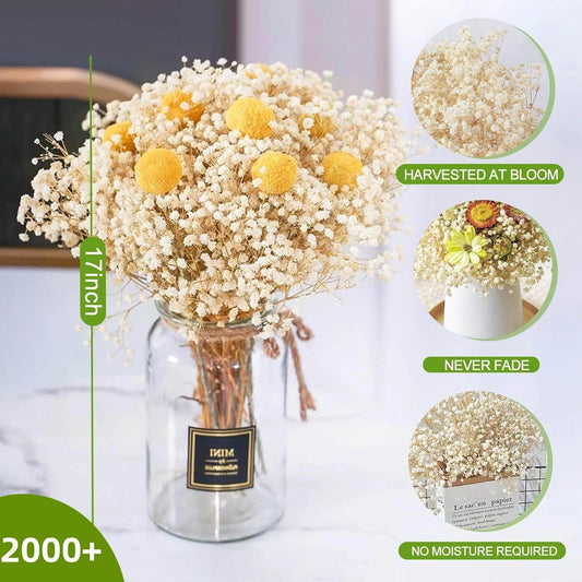 2500+ Dried Babys Breath Flowers Bulk, 17'' Ivory White Gypsophila Bouquet