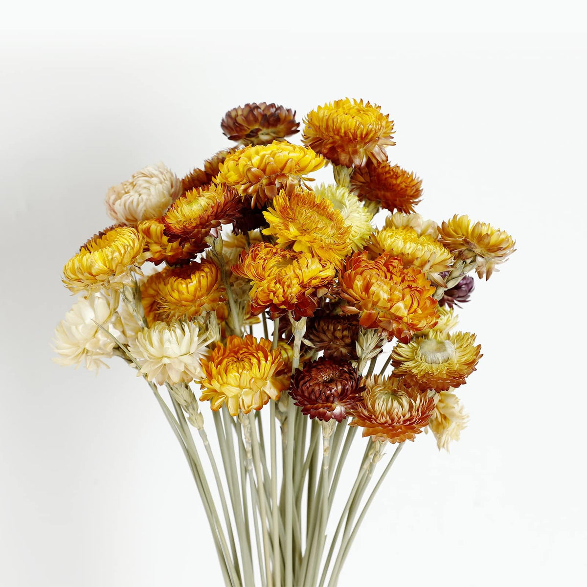 MIHUAGE Dried Flower 40PCS Daisy Bouquet 100% Natural Chrysanthemum Dry Flower with Stem for Vase Home décor Party DIY Arrangement Wheat Straw Bulk (Burgundy)