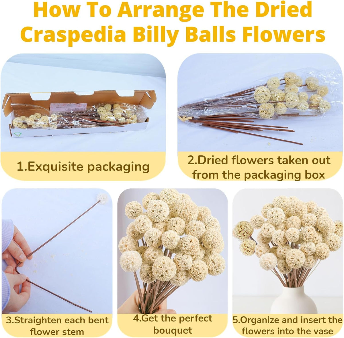 30 PCS Natural Dried White Craspedia Billy Balls Flowers, 17'' Real Plants