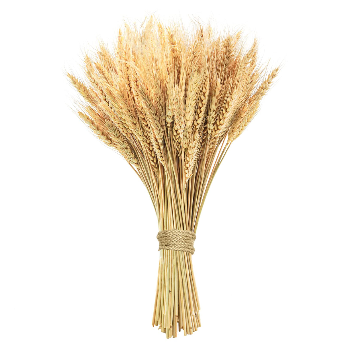 17.7 inches Dried Wheat Stalks, 100 Stems Dried Flowers 100% Natural Wheat for Home Kitchen Office Flowers Arrangement Wedding Table Farmhouse Boho Party Fall Décor