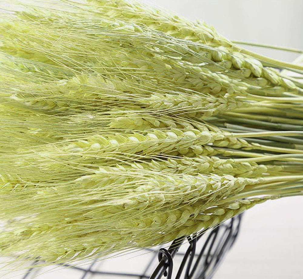 TooGet 100 Stems Dried Wheat Sheaves Stalks Bouquet Bundles, Natural Ear of Wheat Grain Flowers Dry Grass Bunch DIY Arrangements for Home Wedding Store Decorative