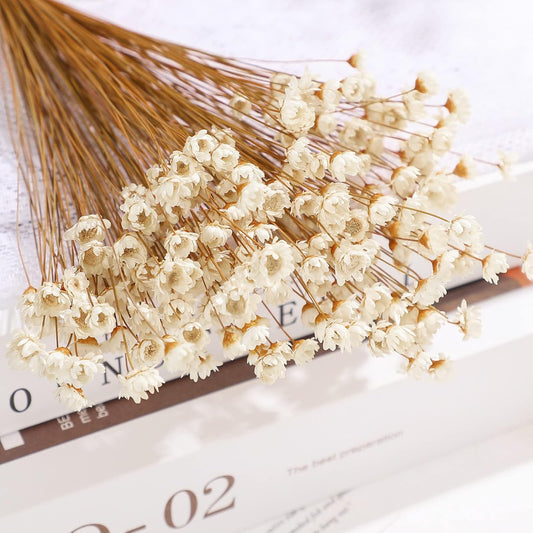 WILLBOND 200 Pcs Natural Dry Flowers White Mini Dried Star Daisy Floral Decorative Chamomile Bouquet for Wedding Floral Arrangements Home Vase Decorations
