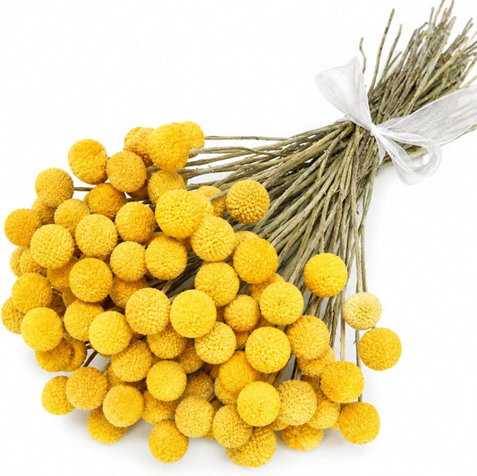 40pcs Dried Billy Balls Flowers for Wedding Decor & Floral Displays
