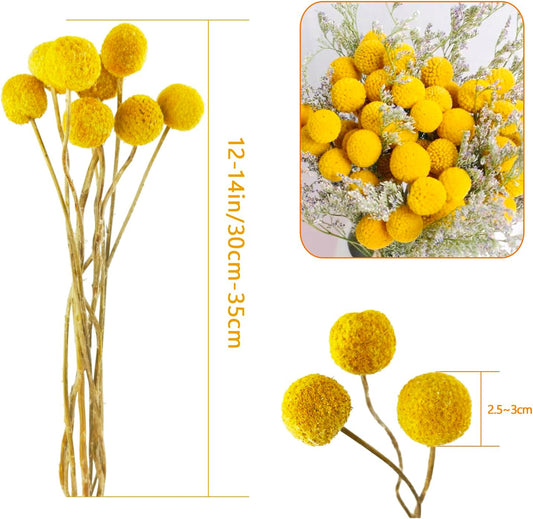 TooGet Natural Craspedia Dried Flowers Yellow Billy Buttons Balls Bouquet