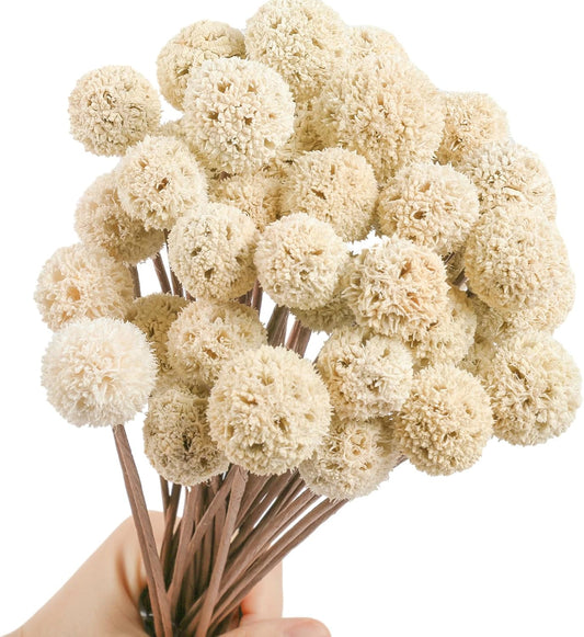 30 PCS Natural Dried White Craspedia Billy Balls Flowers, 17'' Real Plants