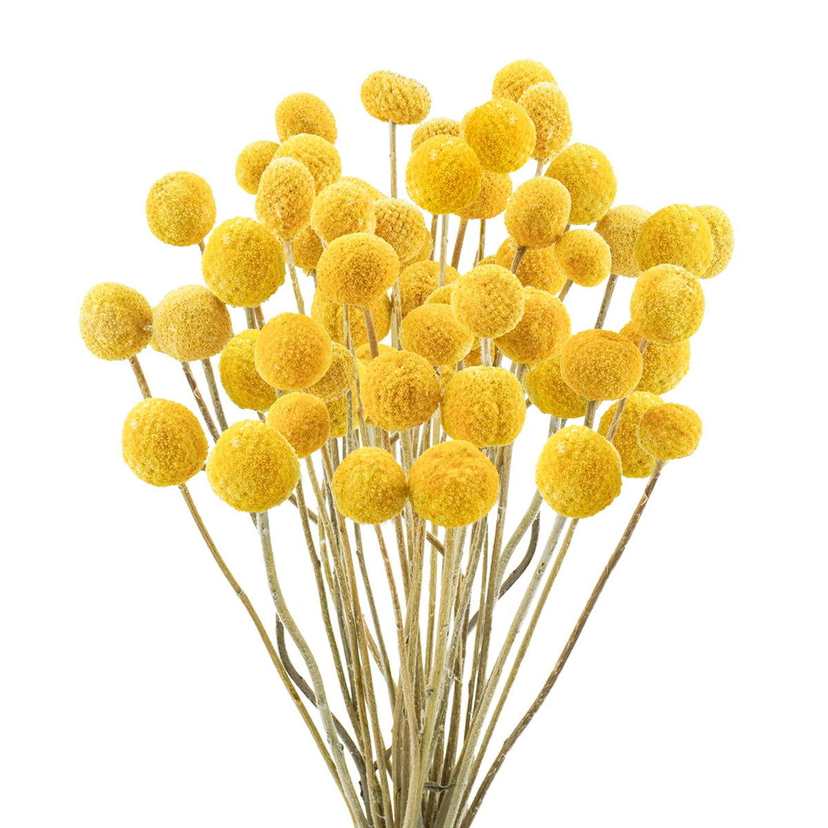 Uieke 30Pcs Natural Dried Flowers Craspedia Billy Balls Flowers Billy Buttons Floral Bouquet for Flower Arrangements Wedding Home Tall Vase Decor Yellow