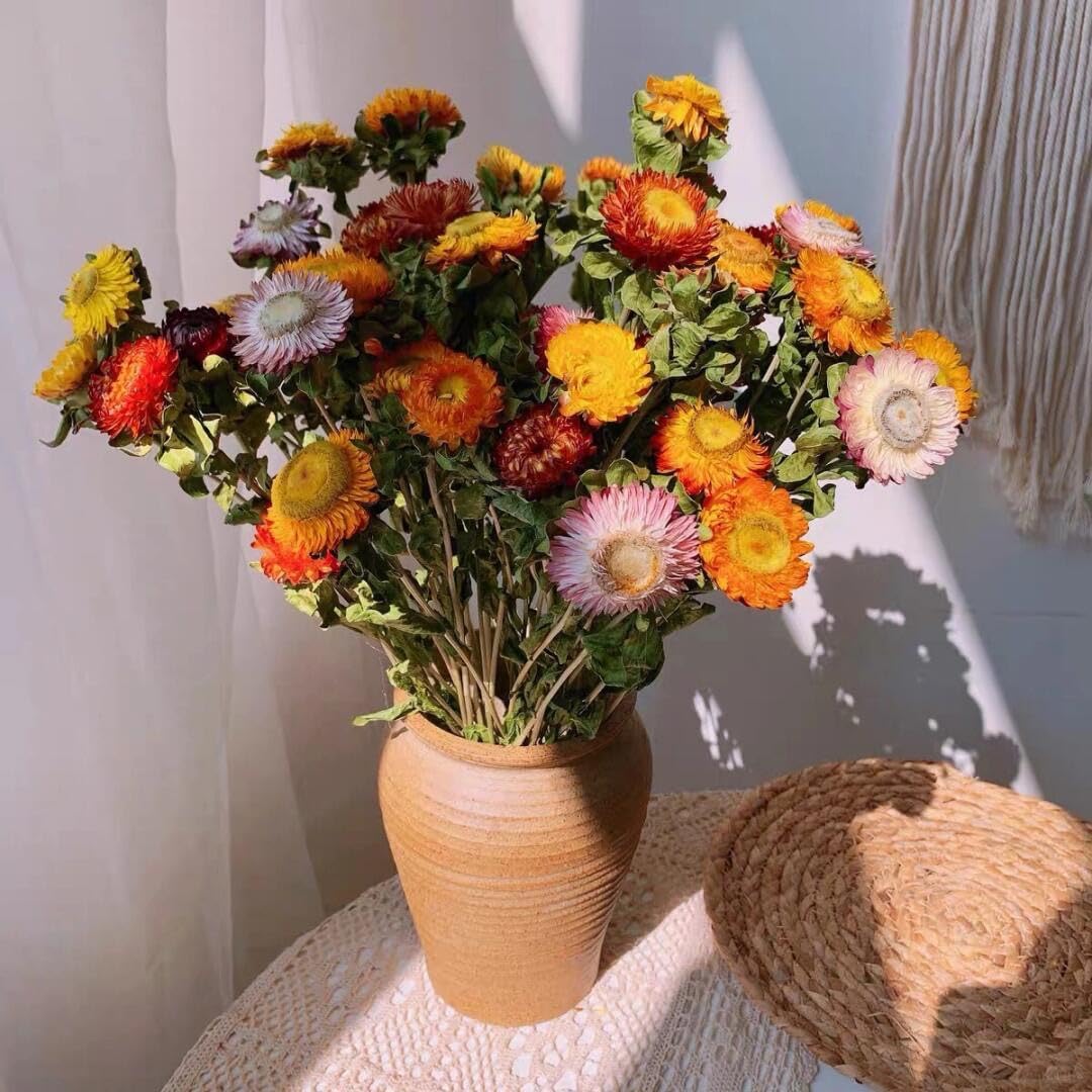 12Pcs Natural Dried Strawflowers Bouquet, Real Multicolor Daisies
