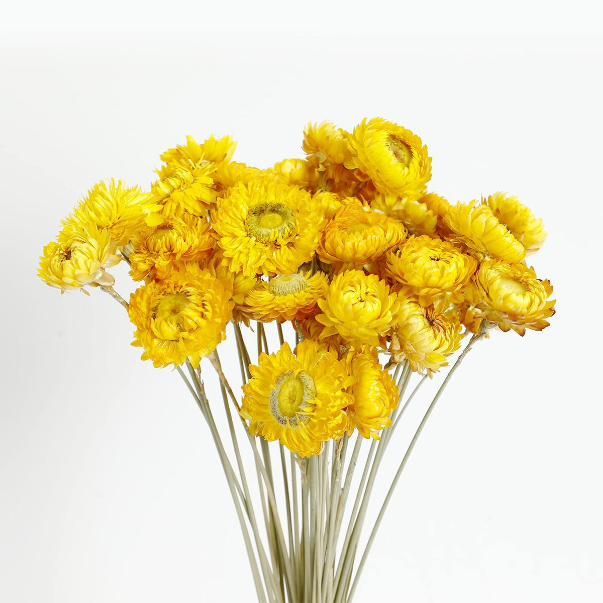 MIHUAGE Dried Flower 40PCS Daisy Bouquet 100% Natural Chrysanthemum Dry Flower with Stem for Vase Home décor Party DIY Arrangement Wheat Straw Bulk (Burgundy)