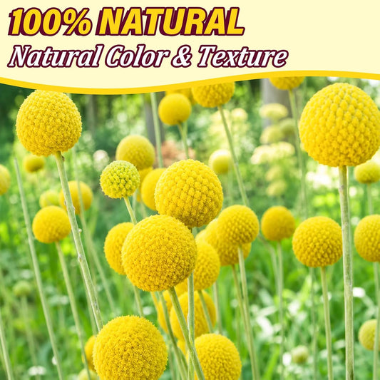 40pcs Dried Billy Balls Flowers for Wedding Decor & Floral Displays