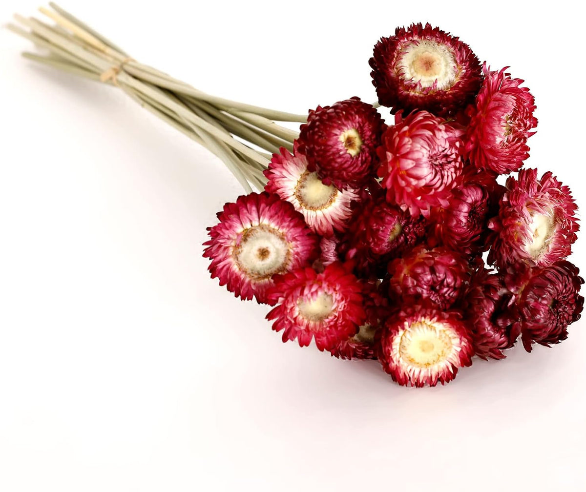 MIHUAGE Dried Flower 40PCS Daisy Bouquet 100% Natural Chrysanthemum Dry Flower with Stem for Vase Home décor Party DIY Arrangement Wheat Straw Bulk (Burgundy)