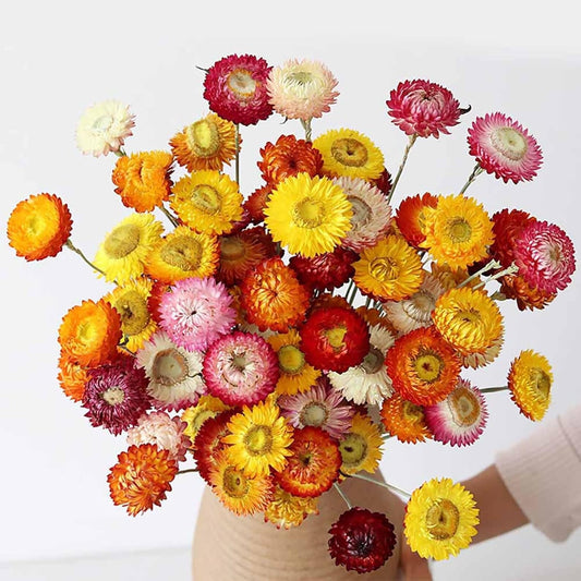 30pcs Dried Strawflowers Bouquet Long Stem Flowers for Wedding & Home Decor