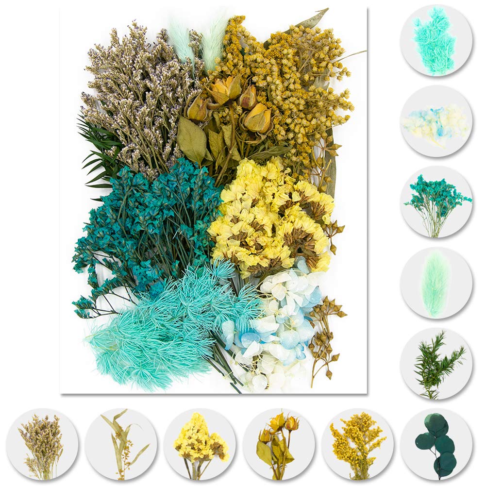 Vignee Real Dried Pressed Leaf Flowers-Multiple Colorful Pressed Flowers Daisies for Craft Resin Jewelry Making Art Craft DIY（Violet）