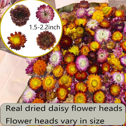 CITYES 60 Pcs Natural Dried Daisy Flowers Heads Bulk Gerbera Daisies Multicolor Real Sunflowers Chrysanthemum Dry Flower Arrangements for Wedding Decor Home Party Decoration Headband DIY Craft