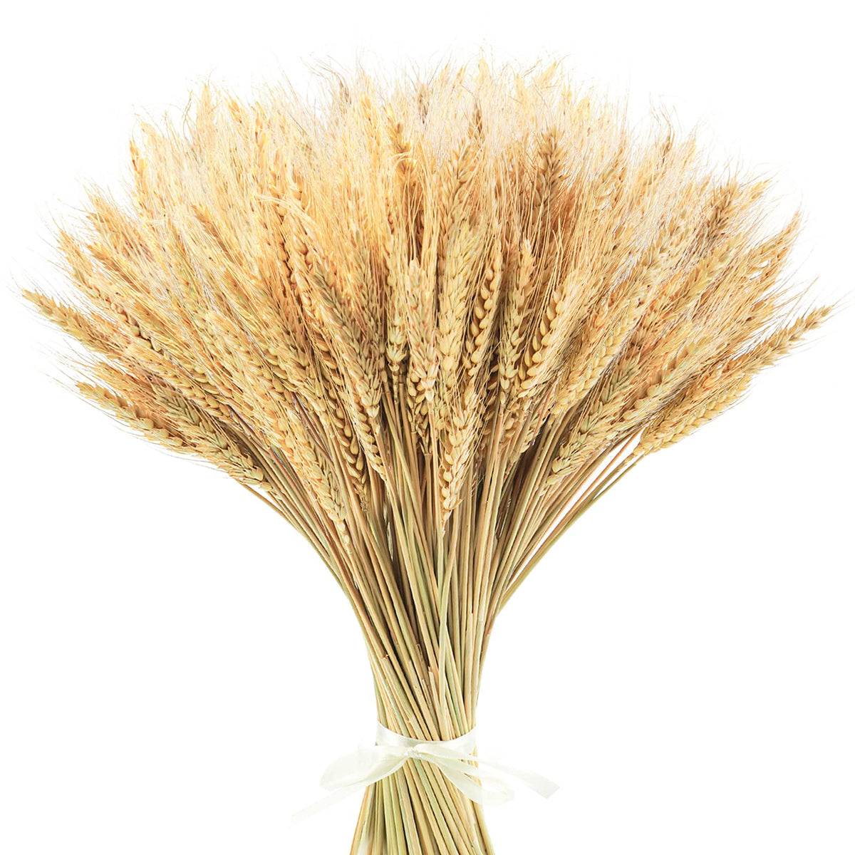 Uieke 17.7 Inches Dried Wheat Stalks, 100 Stems Dried Flowers 100% Natural Wheat for Home Kitchen Wedding Party Table Centerpiece Harvest Wreath Boho Farmhouse DIY Decoration