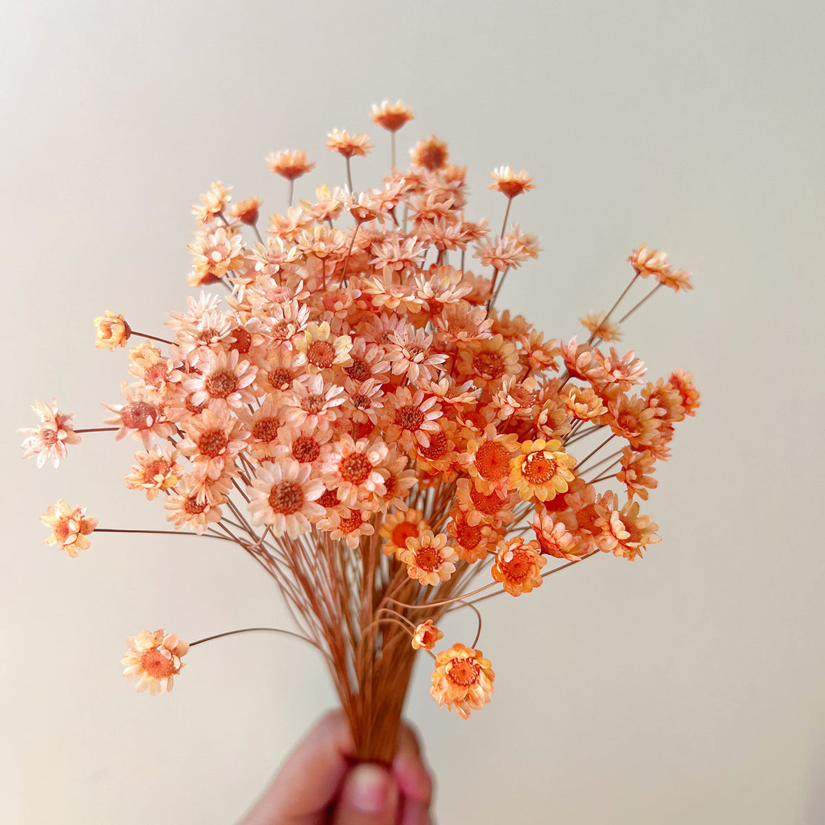 Natural - Dried - Flowers Brazilian Small Star Daisy Dried Decorative Mini Chamomile Bouquet for Wedding Floral Arrangements Home Decorations Valentine's Day Gifts (200 Stems) (White)