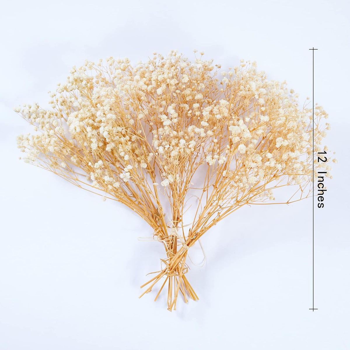 Preserved Baby's Breath 3 Bunches, 100% Natrual Fresh Gypsophila Long Lasting Flowers for Vase Arrangements Home Decoration Photo Props Parties and Weddings, DIY Décor-White