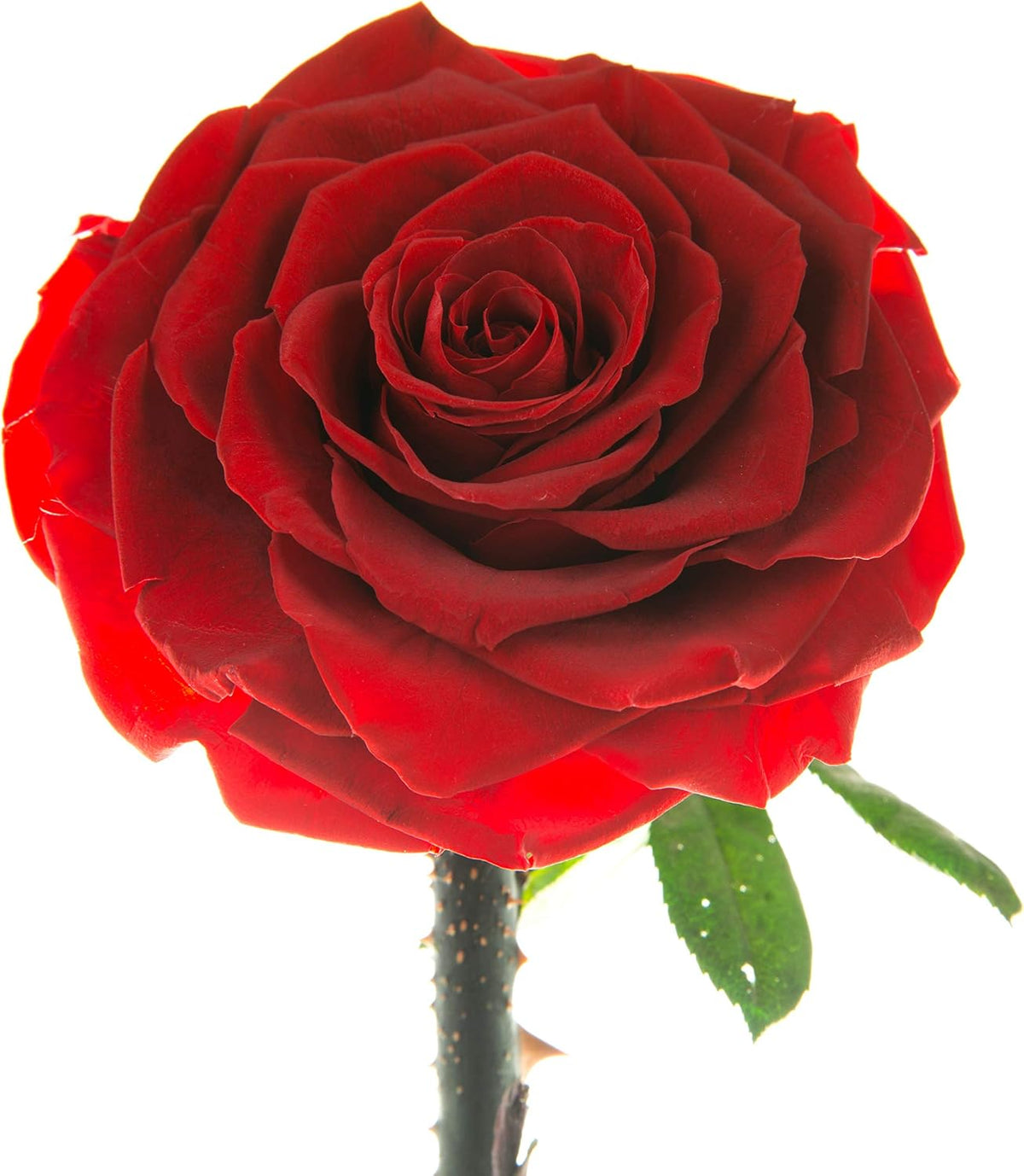Forever Preserved Rose - Eternal Rose in Glass Dome - Beauty and the Beast Rose for Mom - Fresh Flowers in Glass (Red, 9 Inch)